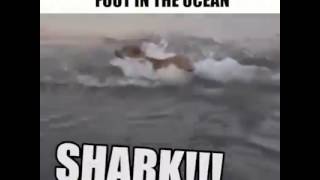 Me When Seaweed Touches My Foot In The Ocean