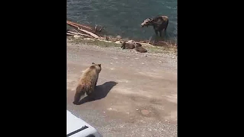 Grizzly kills moose calf in Glacier National Park Montana: PART 1 #Shorts