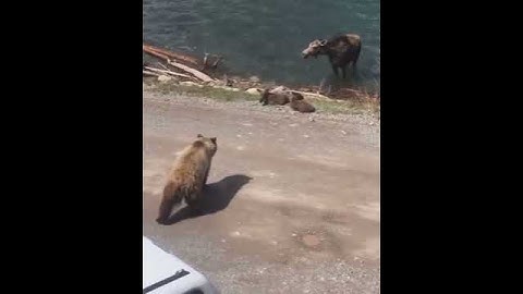 Grizzly kills moose calf in Glacier National Park Montana: PART 1 #Shorts