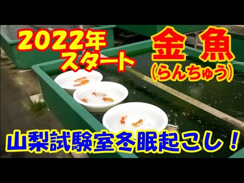 金魚 らんちゅう ブリーダーの飼育記録no 140 22年冬眠起こし Youtube