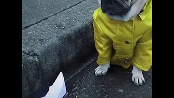 Beware of Puggywise [IT]😱