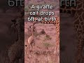 Giraffe | Born Falling | Motivational Inspiration S1 005