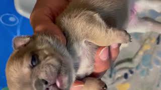 Puppies Family 💕 Fur Babies Only 2 Weeks Old Frenchie Puppies First Time Playing Precious #cuteviral