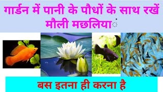 AQUATIC PLANTS WITH MAULI FISH #aquatic #garden #plants #mauli #fish