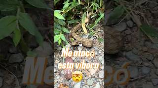 ¿Cómo terminó este encuentro con una víbora? #fotografiadenaturaleza