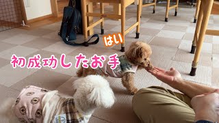 とーちゃんに初めてお手を披露したララちゃん