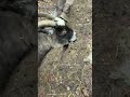 Guess what I’m doing again? feeding the goats!!!!! #farming101 #realfarm #backyardfarming#goat