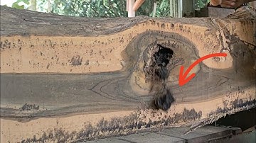 Horrifying! An unexpected discovery while sawing a large teak log.