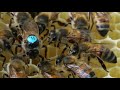 Le gnie des abeilles  episode 15  les reines dabeilles
