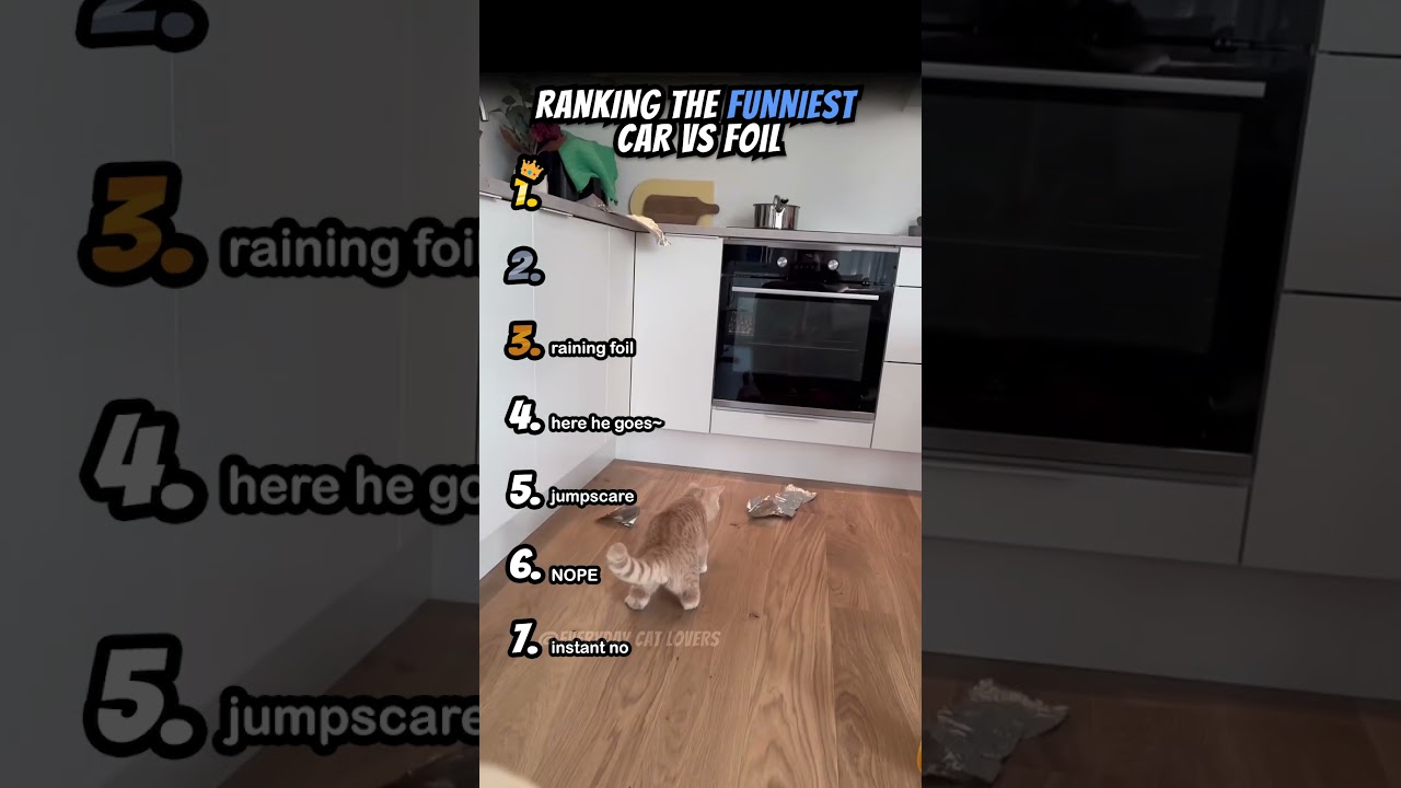 Ranking Funniest Cats Vs Foil Part 5 #shorts #catshort #catrank #ranking