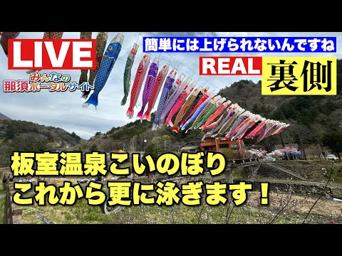 【板室温泉】こいのぼり!今から泳ぎますへ いいトコ撮り那須ch がライブ配信中!