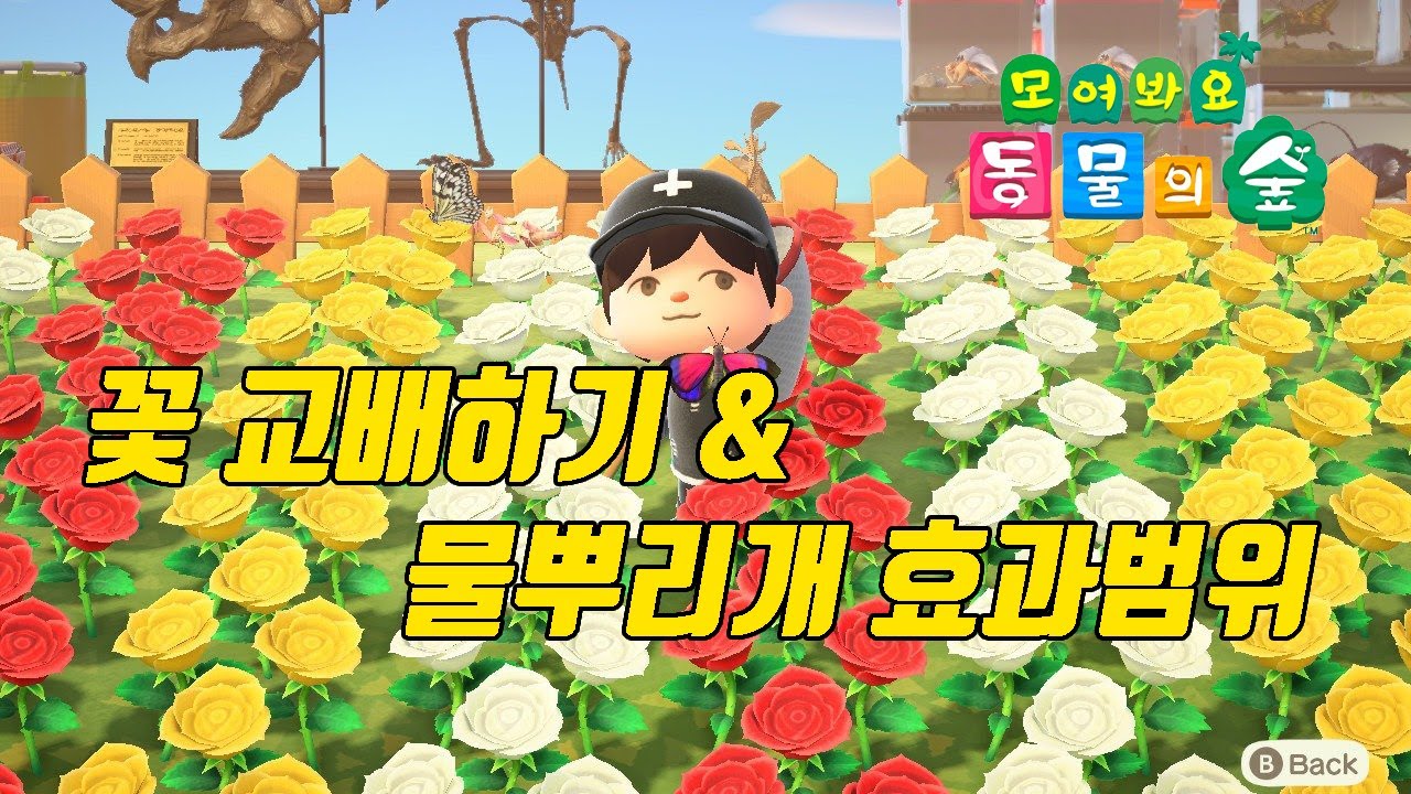 동물의 숲 꽃 교배하는 방법 / 물뿌리개 별 효과 범위 - YouTube 동물의 숲 꽃 교배하는 방법 / 물뿌리개 별 효과 범위 - Youtube
