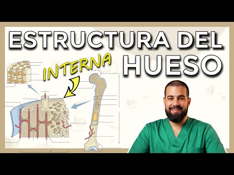 Anatomía del HUESO.