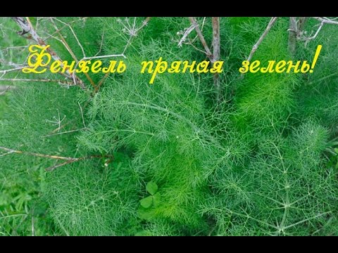 Video: Hypericum - Medisinske Og Prydplanter