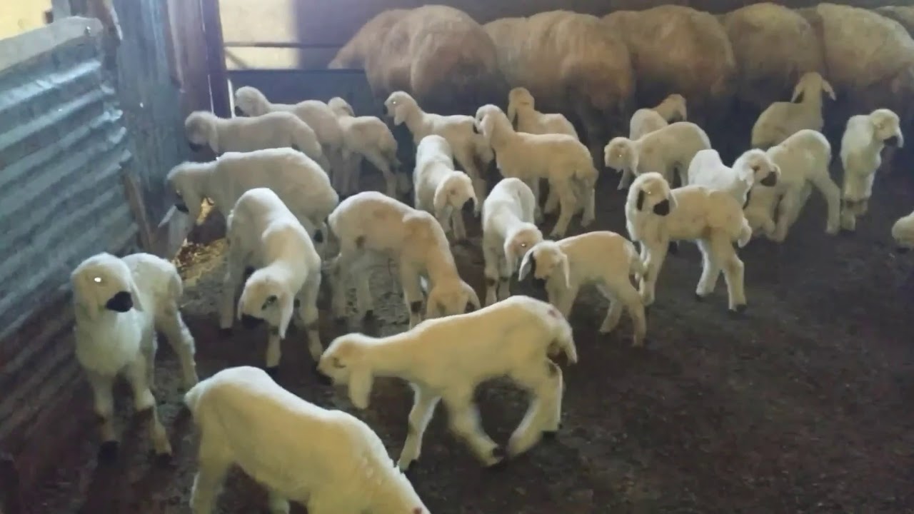 Koyunların kuzulama dönemi başladı Kuzu videosu Yeni doğmuş