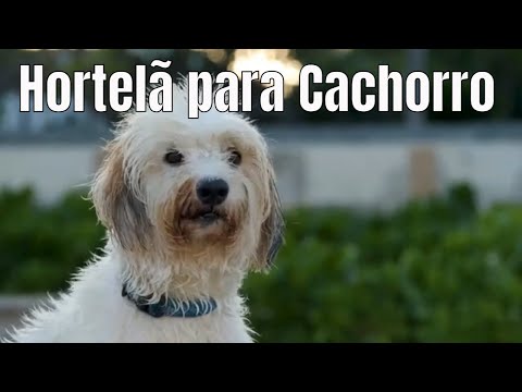 Vídeo: O óleo de hortelã-pimenta faz mal aos cães?