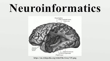 Neuroinformatics