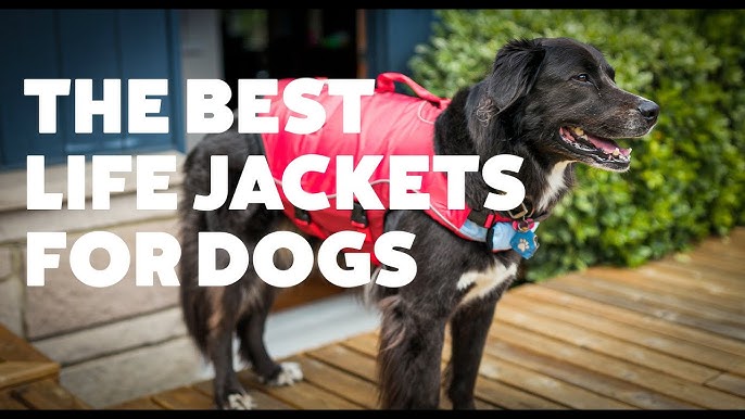 Rover Test Pups Review Outward Hound's Granby Splash Dog Life Jacket