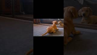 Cute Puppy Playing With Shadow Add A Like 