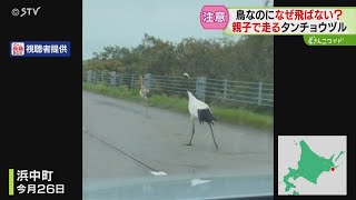 タンチョウ、なぜ飛んで逃げない?この時期ならではの深~いワケと対策 道東ドライブ…注意!