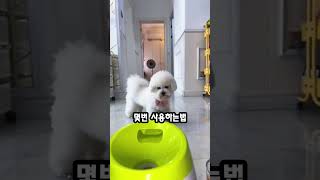 강아지가 에너자이저라면 필수템