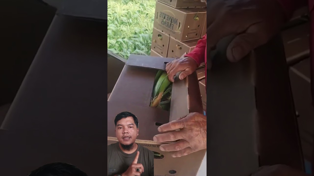 Cara Panen Jagung #gardening #harvesting #corn