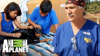 Hermanos llevan a atender a su perra que tiene un tumor | Dr. Jeff, Veterinario | Animal Planet