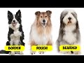 COLLIE TYPES - 9 TYPES OF COLLIES