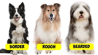 COLLIE TYPES - 9 TYPES OF COLLIES by Dogs Wiz 553 views 3 weeks ago 6 minutes, 59 seconds