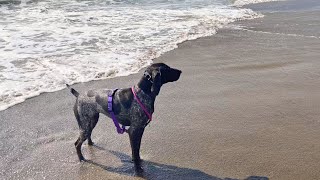 Dogs First Beach Day Of The Year Near San Francisco by Tundra The GSP 2,374 views 10 months ago 3 minutes, 44 seconds