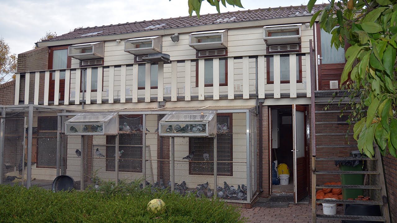 Made: Diefstal van 24 waardevolle postduiven