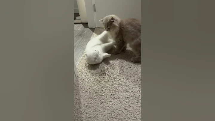 Video 11064081: cats kittens scottishfold cutecat, kitty scottishfold kitten cat, pets cutecat scottishfold funny, cute kitty scottishfold kitten