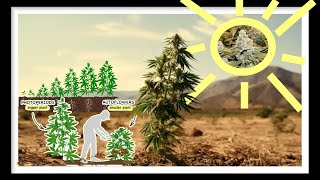 Everything you need to know about auto flowers ep 37