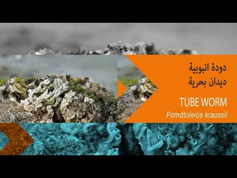 البرنامج البيئي التوعوي كل يوم يال حلقة الدودة الانبوبية 14