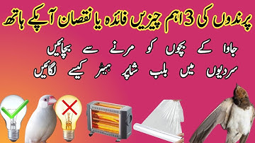 how to save birds in winter | sardion me parindon ko kese bachain | in 3 cheezon ka khayal | java