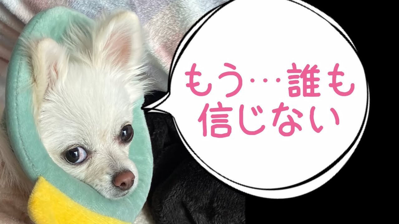 愛犬を病院へ　そして人間不信に　仲直り出来るかな？