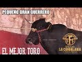 20 Montas del Toro PEQUEÑO GRAN GUERRERO de RANCHO LA CANDELARIA | Pasión Jaripeyera