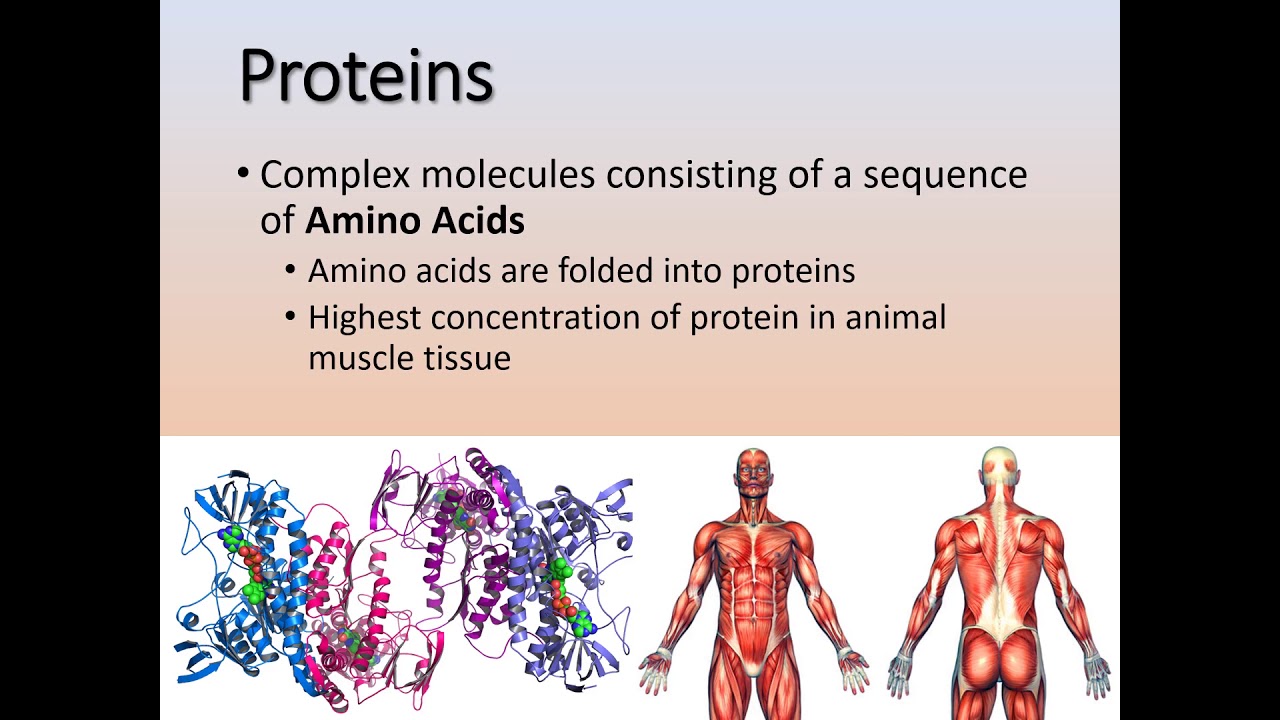 Protein and Amino Acids