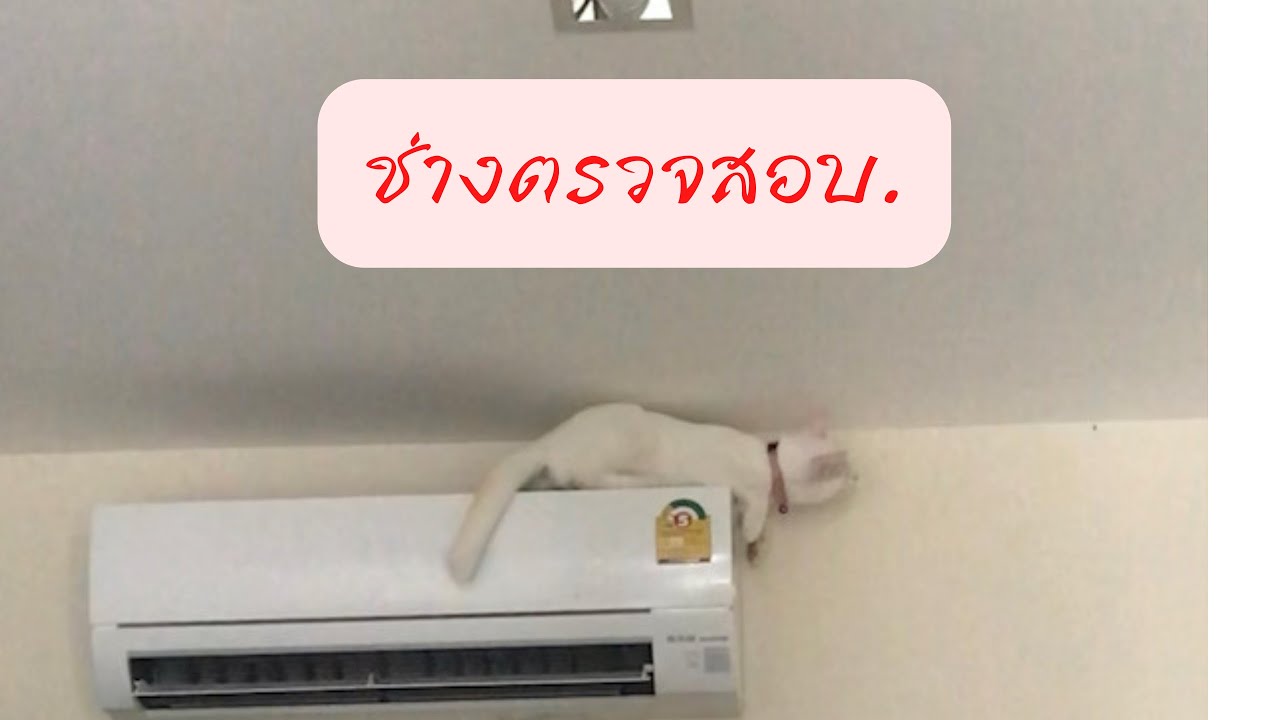 แมวไทยน่ารัก  New Update  ช่างตรวจสอบ