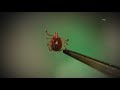 Despite regional trend of tick-related emergency room visits, central Iowa has not yet seen impact