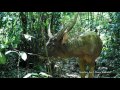 Rainforest Inhabitants caught on Camera Trap