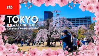 🌸Tokyo Walking Tour | Koishikawa Korakuen Garden Cherry Blossoms Viewing | March 30, 2024