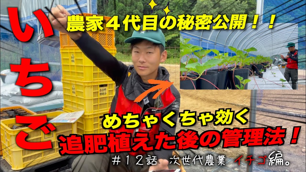 いちごを育む いちごの効率の良い追肥のやり方教えます 定植後の管理方法 農家の一日 Youtube