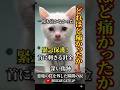 「どれほど痛かったか…」悪魔の罠を外した瞬間の涙 #感動猫動画 #保護猫 #猫好きさんと繋がりたい