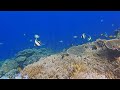 Raja ampat 2023  snorkeling at kri island    part1