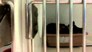available cats/kittens at closing time 8-8-15 by Pinellas County Animal Services 303 views 8 years ago 4 minutes, 5 seconds