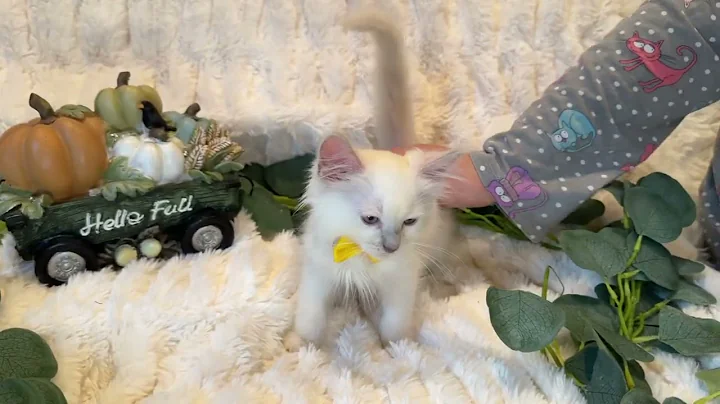 Video 3115651: lynx kitten, love cattery, kitten adoption