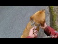道具の使い方(リード、チェーンチョーク、ブロングカラー)犬ほとんど写ってません 笑