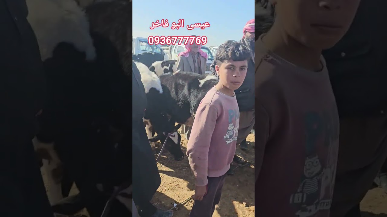 سوق ابقار الرقه بيزار العدنانيه عيسى البو فاخر 0936777769