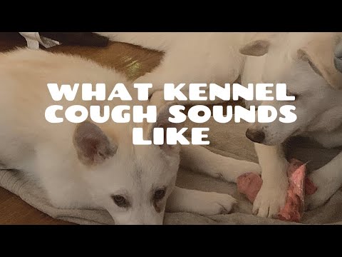 What Kennel Cough Sounds Like